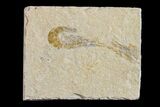 Cretaceous Fossil Shrimp - Lebanon #154553-1